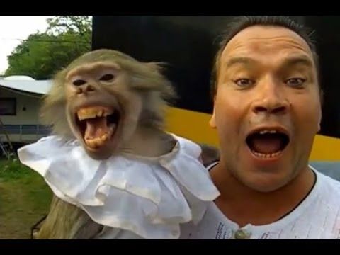 Una scimmia in braccio ad un uomo che sembra urlare.